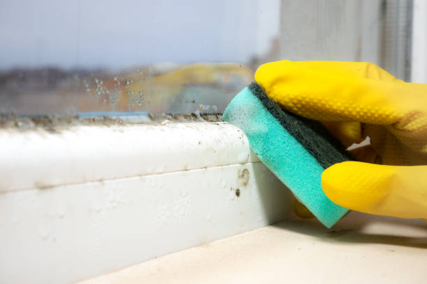 Best Residential Mold Removal  in Dundalk, MD